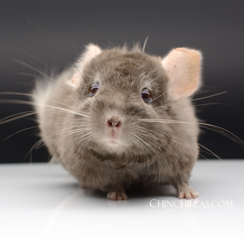 The Charming and Charismatic Locken chinchilla